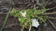 Delosperma uncinatum