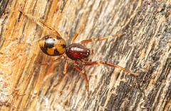 Orthobula radiata