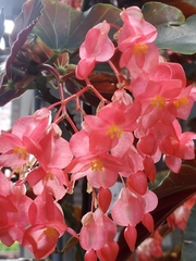 Begonia coccinea