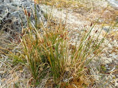 Marsippospermum gracile