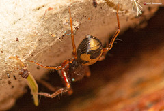 Orthobula radiata