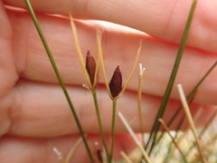 Marsippospermum gracile