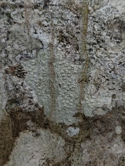 Pertusaria hymenea