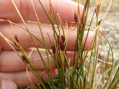 Marsippospermum gracile