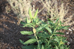 Asclepias tuberosa interior