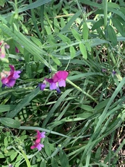 Lathyrus