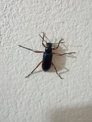 Strongylium erythrocephalum