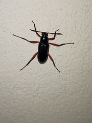 Strongylium erythrocephalum