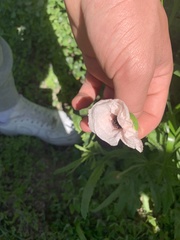 Papaver somniferum