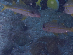 Mulloidichthys vanicolensis