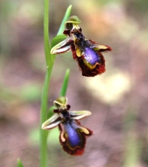 Ophrys speculum