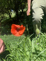 Papaver