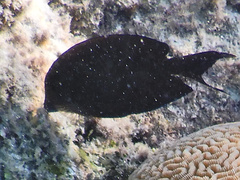 Acanthurus nigrofuscus
