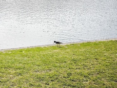 Haematopus ostralegus
