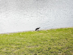Haematopus ostralegus