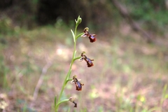 Ophrys speculum