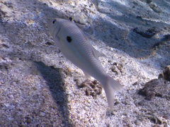 Mulloidichthys flavolineatus