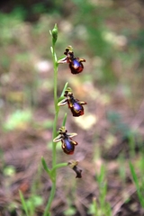 Ophrys speculum