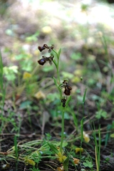 Ophrys speculum