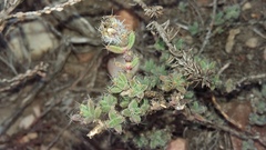 Trichodiadema intonsum