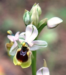 Ophrys tenthredinifera