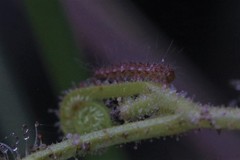 Buckleria paludum