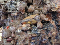Barbatia novaezealandiae