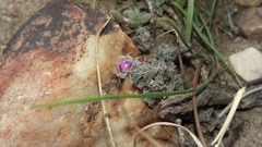 Trichodiadema intonsum