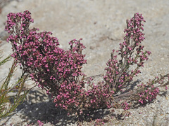 Erica placentiflora