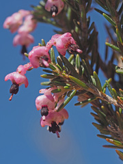 Erica placentiflora