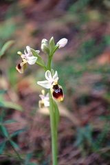 Ophrys tenthredinifera