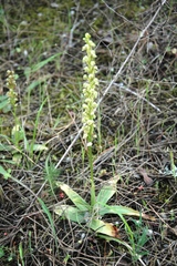 Orchis anthropophora