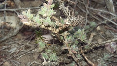 Trichodiadema intonsum