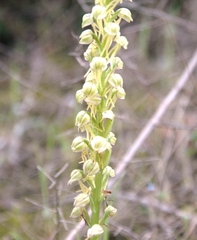 Orchis anthropophora