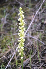 Orchis anthropophora