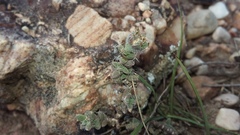 Trichodiadema intonsum