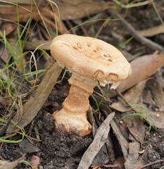 Amanita ochrophylloides