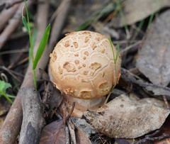 Amanita ochrophylloides