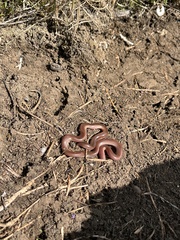 Xerotyphlops vermicularis