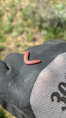 Xerotyphlops vermicularis