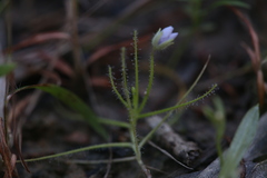 Byblis liniflora