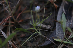 Byblis liniflora