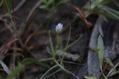 Byblis liniflora