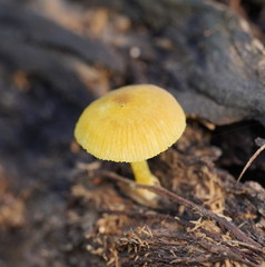 Pluteus hubregtseorum
