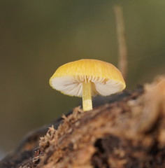 Pluteus hubregtseorum
