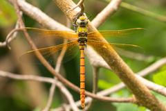 Anax aurantiacus