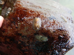 Ischnochiton comptus