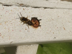 Andrena clarkella