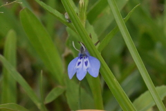 Lobelia fervens