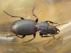 Mecodema fulgidum